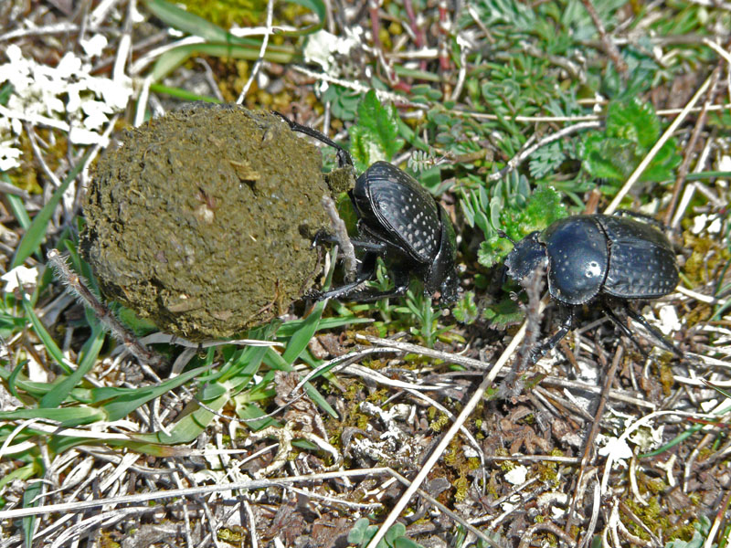 Scarabaeus variolosus